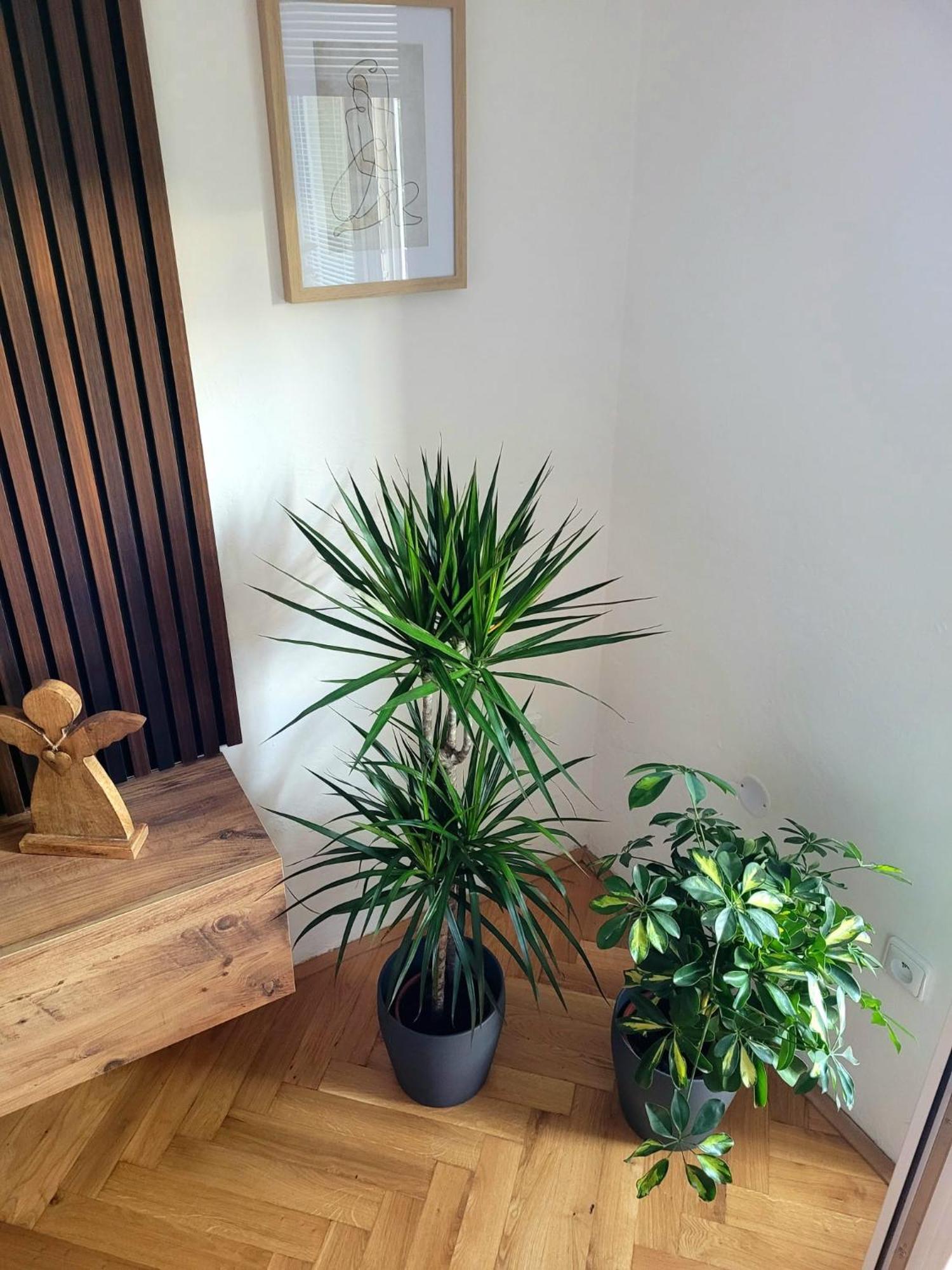 Jičín Novy Apartman Eva מראה חיצוני תמונה