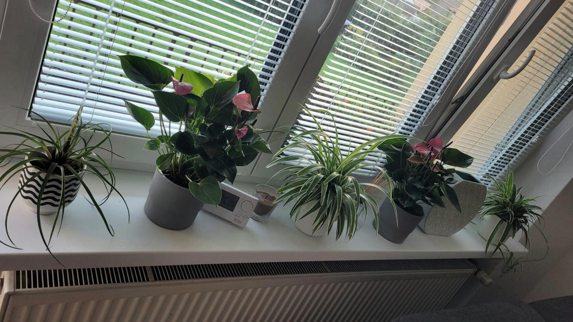 Jičín Novy Apartman Eva מראה חיצוני תמונה